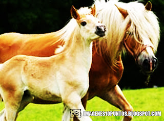 imagenes de caballos
