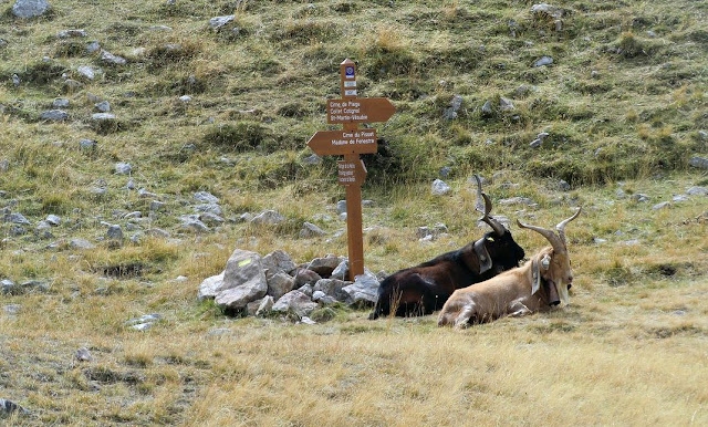 Goats on the trail to Cime du Pisset