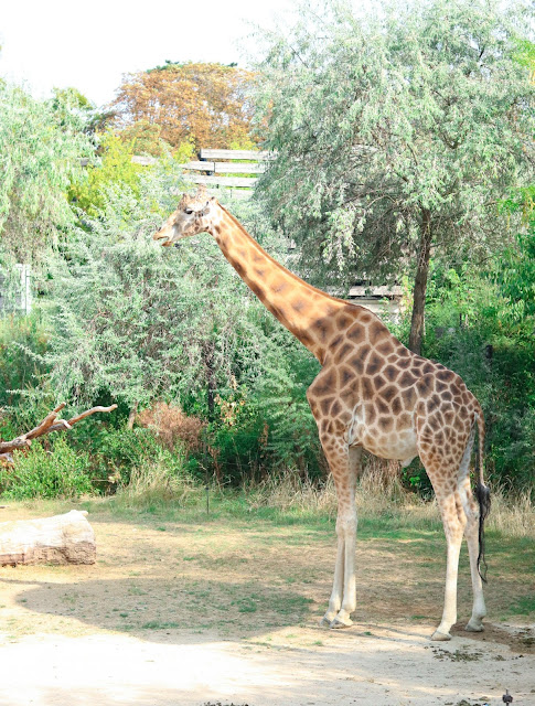 girafe du zoo de vincennes