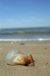 a cabbagehead jelly on a beach in NC