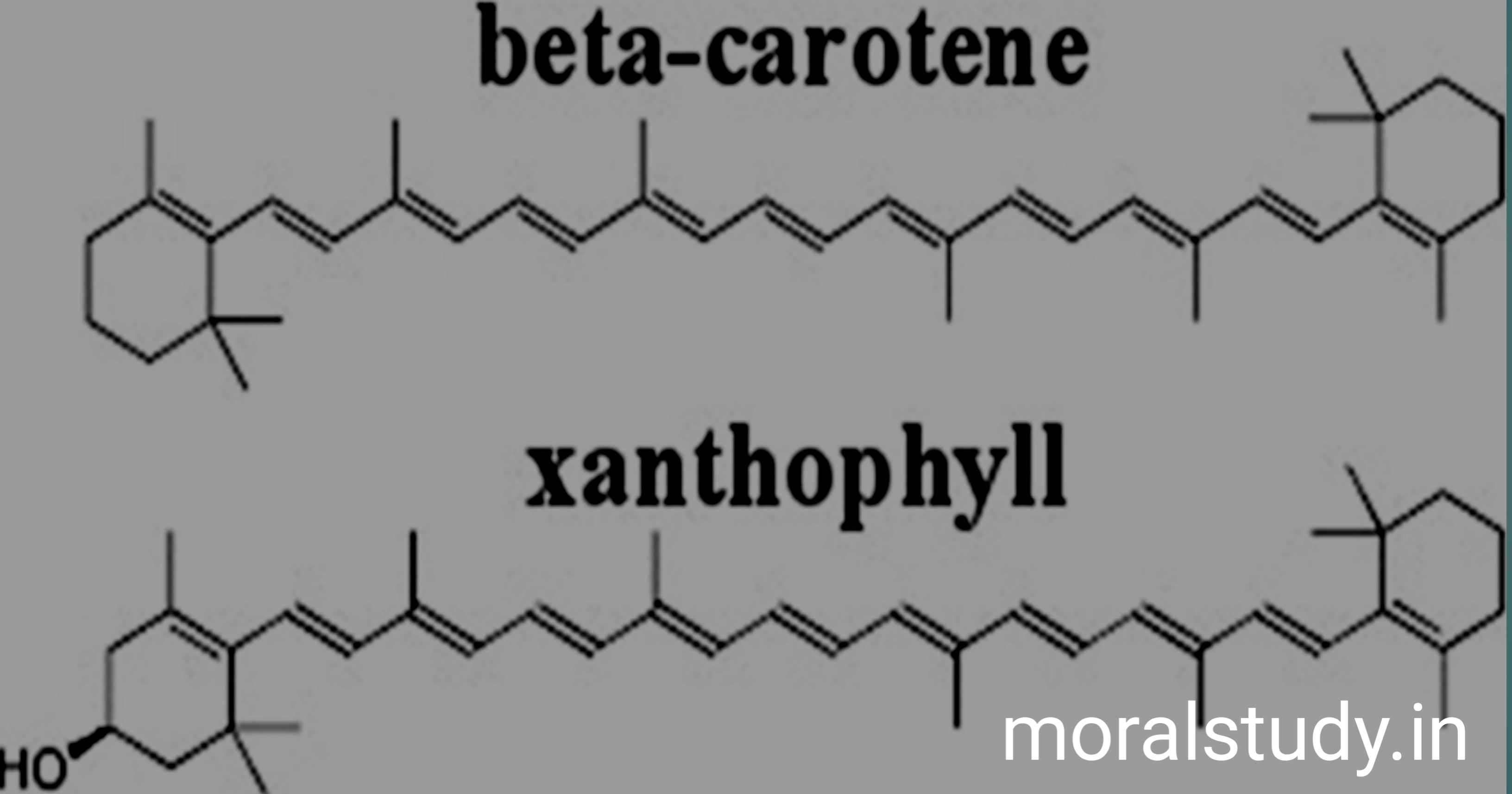 Carotene तथा Xanthophyll क्या है ?