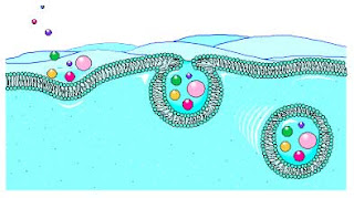 Définition Endocytose