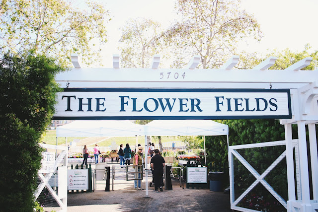 The Flower Fields