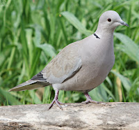 Tórtola turca (Streptopelia decaocto)