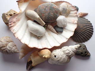 A collection of seashells and other foraged seaside items