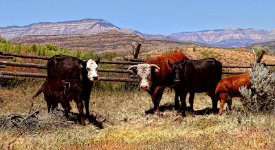 Imágenes de Animales (Paintography) by Ray Bilcliff