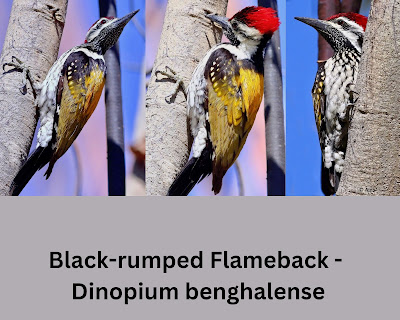 "Black-rumped Flameback - collage, woodpecker perched on a tree, displaying its unusual black and yellow plumage, red crown, and stunning feather pattern on its back."