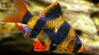 14 Tankmate Yang Cocok Dengan Ikan Tiger Barb atau Ikan Sumatra