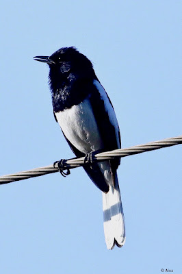 "Oriental Magpie-Robin - Copsychus saularis,perched on a cable,as can be seen the male has black upperparts, head and throat apart from a white shoulder patch, chirping a melody."