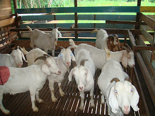 Nature Farm: Ladang ternakan Kambing Untuk di Jual Di Nilai!