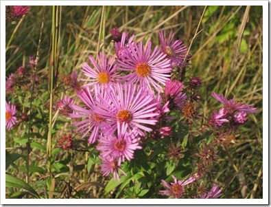 20120926_property-flowers_001