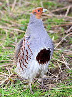 Grey partridge adult male at Turvey, Dublin, Ireland – photo by David Galavan