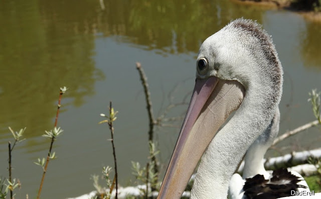 Pélican à lunettes, Parc des Oiseaux de Villars-les-Dombes