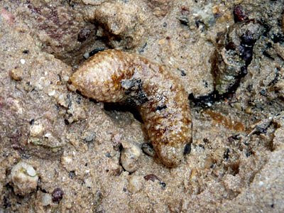 sea cucumber