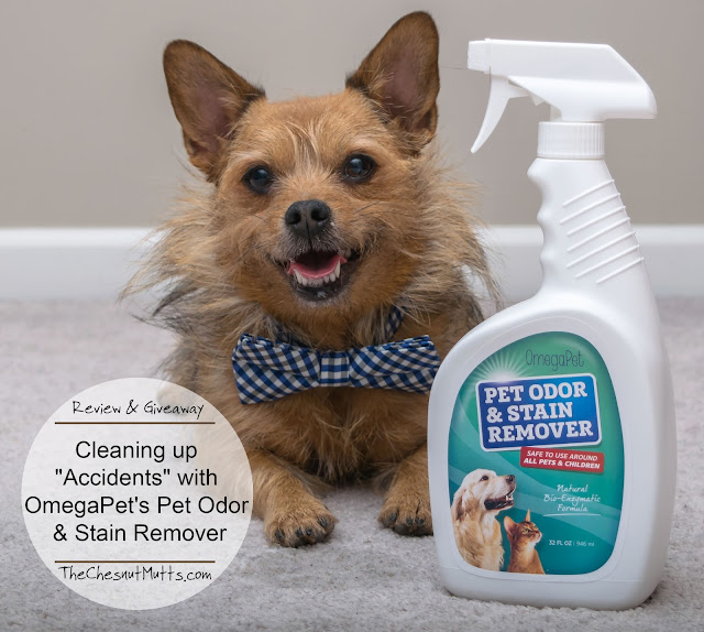 Review & Giveaway: Cleaning up "Accidents" with OmegaPet's Pet Odor & Stain Remover