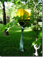 Japanese Beetle Traps