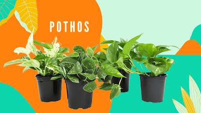 pothos