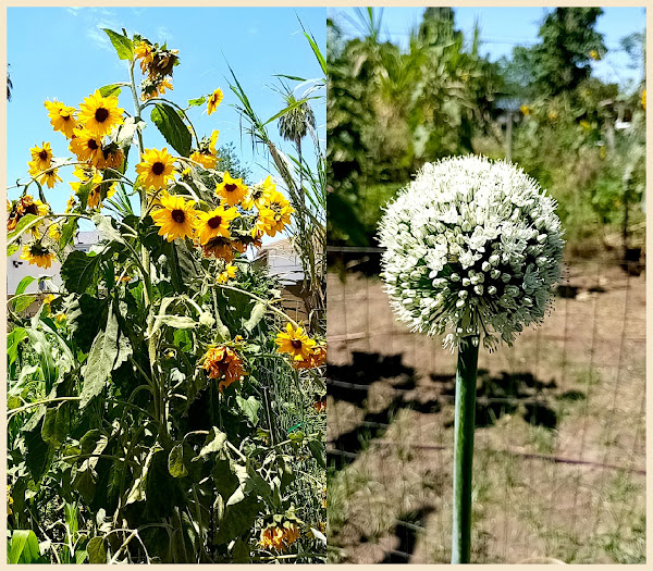 Community Garden Party Flowers