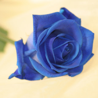 5. Valentine Single Rose Pictures , Photos And Hd Wallpapers