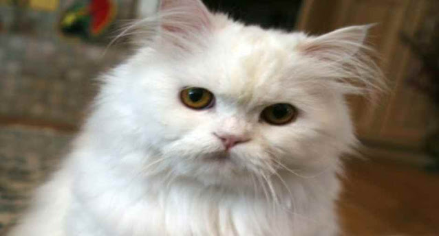 Persian is a breed of which animal?