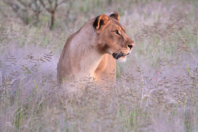 Epacha Lodge Etosha National Park, Namibia