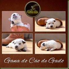 Gana do Cão de Gado copy