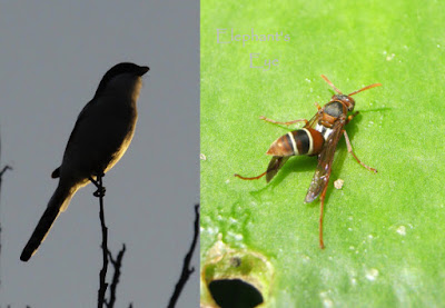 Fiscal shrike and paper wasp