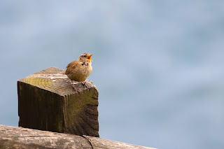 A Wren singing on a fence post.