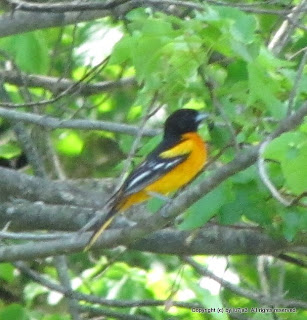 Baltimore Oriole