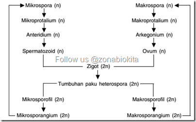 Metagenesis paku heterospora