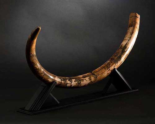 fossils tusk mammoth 