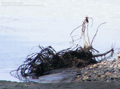 http://www.biodiversidadvirtual.org/aves/Alcedo-atthis-img27830.html