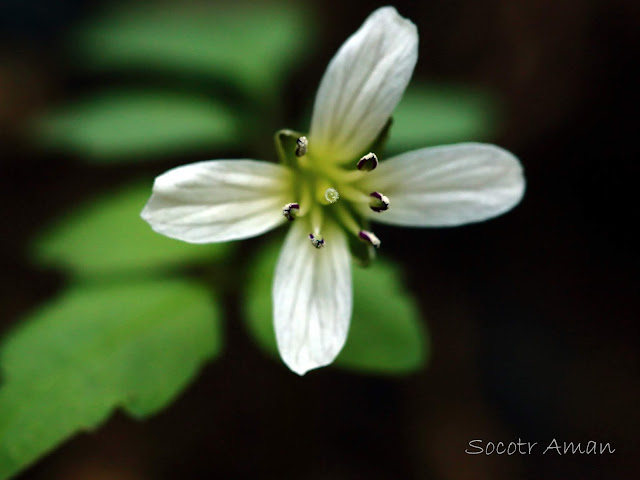 Cardamine anemonoides