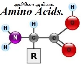 அமினோ அமிலங்கள் - புரதம் - Amino Acids - Valine - Protein.