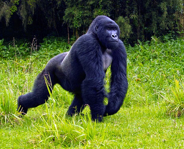 Menyusuri Jejak Kehidupan Gorila Yang Terancam Punah 