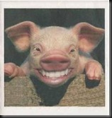 porcos