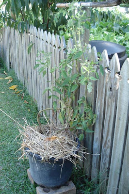 Growing food in containers