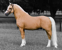 Resultado de imagen de caballo perla