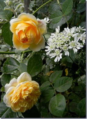 DSCN8378