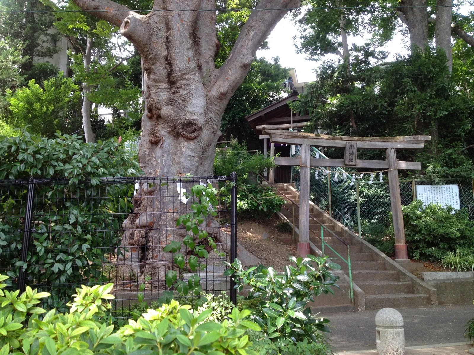 咲 Saki 第128局の聖地でもある 瀧神社へ探訪 ずどーんどこ