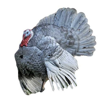 Ayam Kalkun Abu Abu