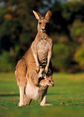 Birgün Bir Yerde: Kanguru'ya Adını Kim Koydu?