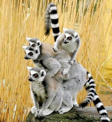 lemur-lemures