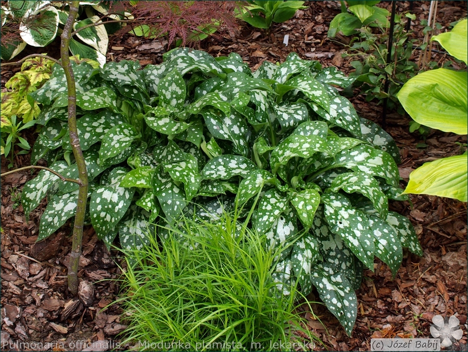 Pulmonaria officinalis -  Miodunka plamista, miodunka lekarska pokrój