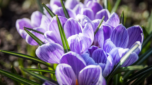 Crocuses Flower HD Wallpaper