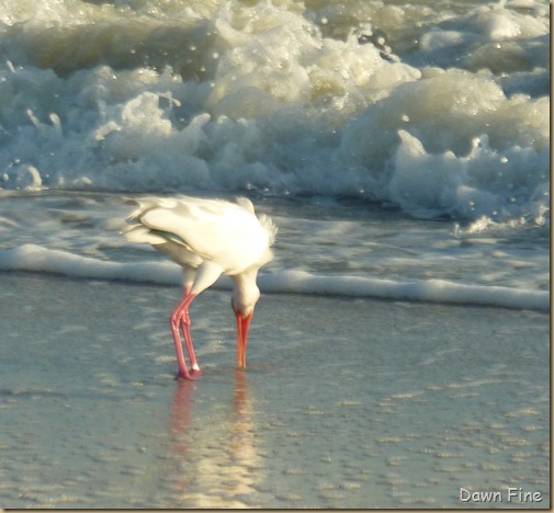 Sanibel_029