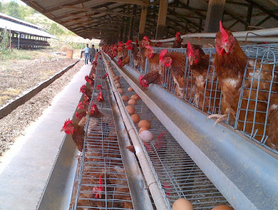  Tips Memilih Bibit Ayam Kampung Petelur Bisnis Ayam Kampung 