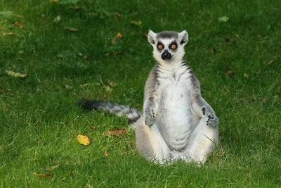 Lemur facts and information