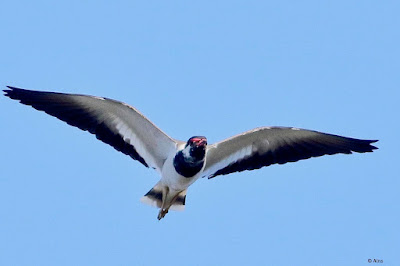 "Red-wattled Lapwing - Vanellus indicus, flying overhead giving a warning call."