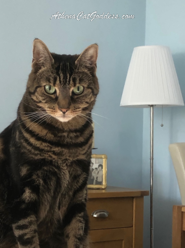 tabby cat sitting on the sofa